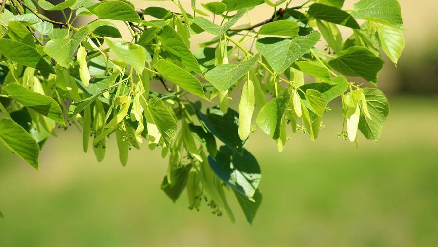 Daun jeruk. (Dok. Pixabay)
