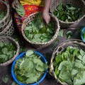 Tak Bernilai di RI, Daun Ini Justru Jadi Harta Karun di Jepang-Belanda