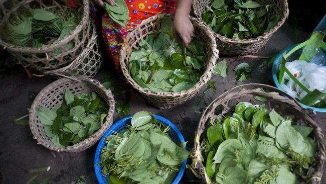 Daun Ini Dibuang-buang di RI, Ternyata Diburu Jepang - Belanda