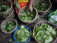 Tak Bernilai di RI, Daun Ini Justru Jadi Harta Karun di Jepang-Belanda