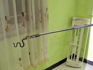 Cerita Damkar Evakuasi Ular Cicak yang Ngumpet di AC Rumah Warga Wonosari