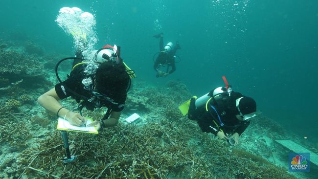 Begini Cara BRI Jaga Ekosistem Laut dan Tingkatkan Pendapatan Nelayan