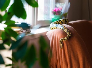 Waspada! Ketahui 5 Tanda Ular Bersarang di Rumah