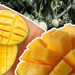 Mangga RI Jadi Rebutan Singapura - Negara Arab