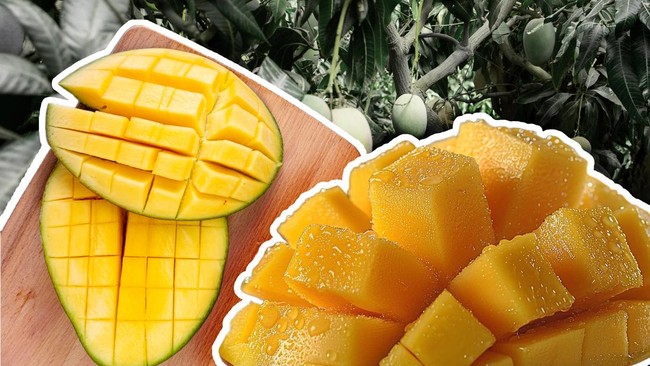 Fenomena Baru! Mangga Prancis Mulai Banjiri Indonesia
