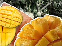 Kelompok Orang yang Sebaiknya Membatasi Mengonsumsi Mangga