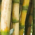 Bambu RI Simpan Harta Karun Awet Muda, Rebutan Warga AS dan India