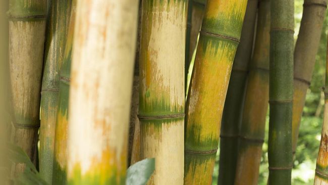 Bukan Batangnya, Ini Harta Karun Langka dari Bambu RI Incaran AS-China