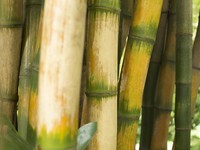 Bambu RI Simpan Harta Karun Awet Muda, Rebutan Warga AS dan India