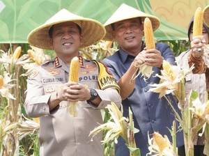 Dukung Ketahanan Pangan, Polisi di Sidoarjo Panen Raya Jagung