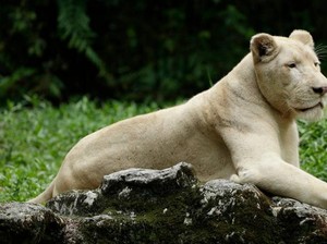 Sedih, Singa Putih di Singapura Disuntik Mati karena Tumor