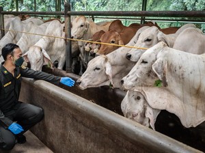 RI Impor Sapi & Daging Australia, Segini Jumlahnya