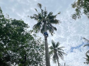 Napas Berat Pakiman Penderes Gula Kelapa di Pangandaran