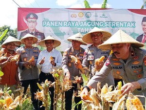 Panen Raya Jagung Tahap I di NTB, Targetkan 72.720 Ton