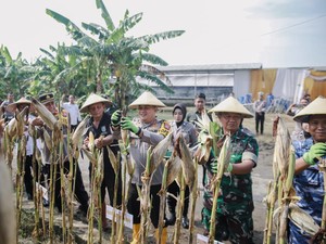 8 Ton Jagung Dipanen Polisi Bersama Petani di Jombang
