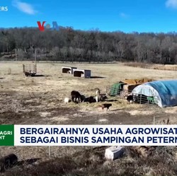 Video: Bergairahnya Usaha Agrowisata Jadi Bisnis Sampingan Peternak AS