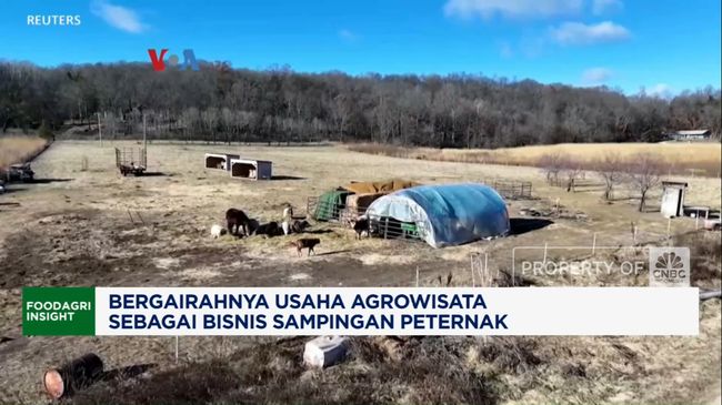 Bergairahnya Usaha Agrowisata Jadi Bisnis Sampingan Peternak AS