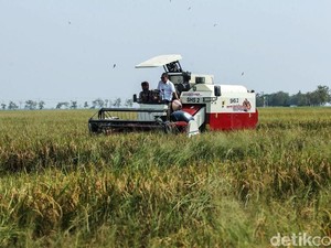 #DemiIndonesia Mandiri Pangan di Ngawi, Ada Panen Raya-Live Transaksi