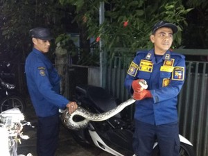 Damkar Evakuasi Ular Sanca 3 Meter Usai Mangsa Ayam Warga di Bogor