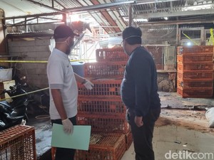 Gelonggong Ayam di Jaksel Operasi Sejak 2021, Sehari Suntik Ratusan Ekor