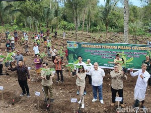 Jembrana Daerah Pertama di Indonesia Tanam Pisang Cavendish di Tanah Ulayat