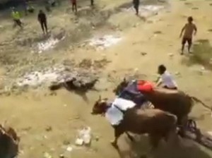 Viral Penjual Es Teh Terjungkal Nyaris Diseruduk Sapi Karapan di Bangkalan