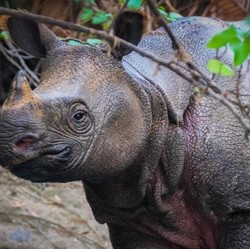 10 Hewan Langka Ini Terancam Punah, Banyak dari Indonesia