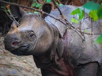 10 Hewan Langka Ini Terancam Punah, Banyak dari Indonesia