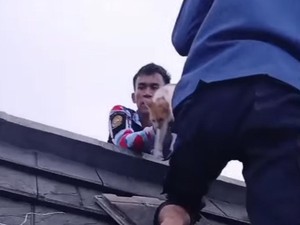 Drama Penyelamatan Kucing yang Terjebak Selama 5 Hari di Plafon