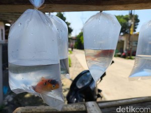 Dari Es Kemong ke Ikan Hias, Cara Adi Bertahan di Bulan Ramadan