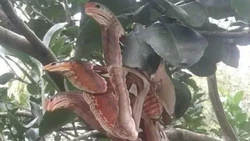 Jangan Mau Terkecoh dengan Deretan Foto Ini