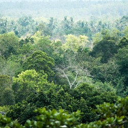 Tanda Kiamat Makin Dekat Terlihat Jelas di Daun