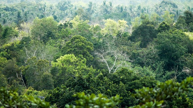 15 Negara dengan Wilayah Hutan Terluas di Dunia, RI Hanya No.8
