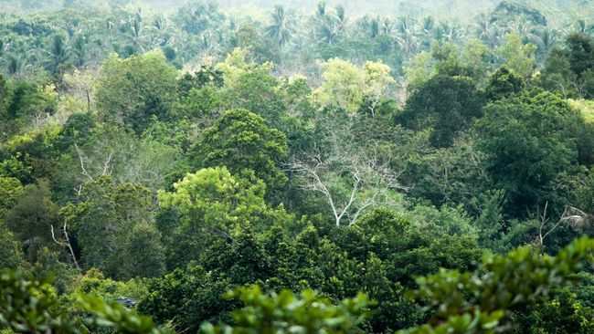 Tanda Kiamat Makin Dekat Terlihat Jelas di Daun