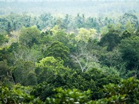 Tanda Kiamat Makin Dekat Terlihat Jelas di Daun