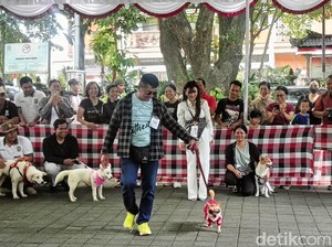 Melihat Aksi Menggemaskan Anjing di Denpasar Ikut Fashion Show