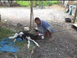 Heboh Anak Sapi Berkaki 6 Lahir di Jember