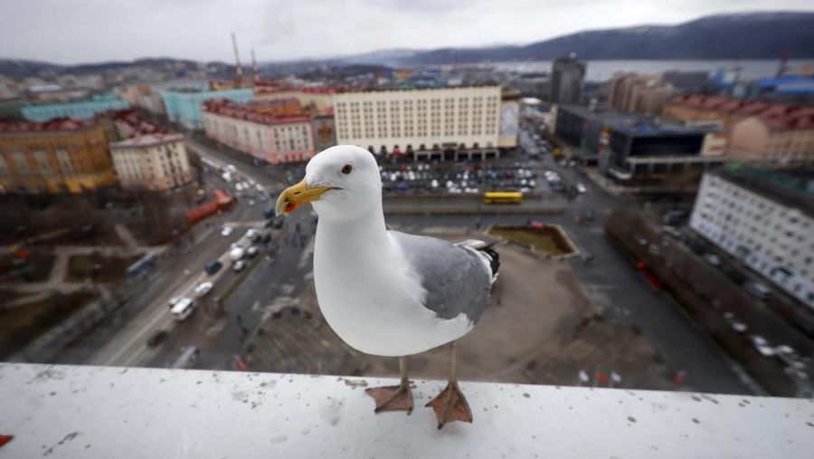 A gull looks through a hotel's window hoping to get food in Russian Arctic city of Murmansk, Russia, Friday, May 14, 2021. (AP Photo/Alexander Zemlianichenko)