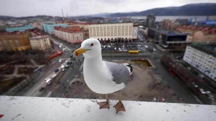 Murmansk City A gull looks through a hotel's window hoping to get food in Russian Arctic city of Murmansk, Russia, Friday, May 14, 2021. (AP Photo/Alexander Zemlianichenko)