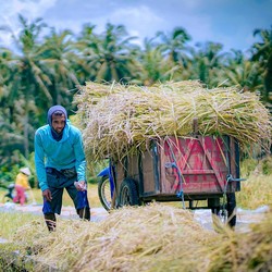 Terima Kasih, Petani! Produksi Beras RI Diramal Cetak Rekor 7 Tahun