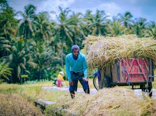 Optimalisasi Dana Desa untuk Mendukung Pengelolaan Ketahanan Pangan