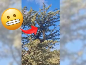 Viral Video Ular Piton Afrika Raksasa Merayap di Pohon Dikira Jerapah