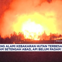 Video: Jepang Alami Kebakaran Hutan Terbesar Dalam Setengah Abad