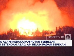 Video: Jepang Alami Kebakaran Hutan Terbesar Dalam Setengah Abad