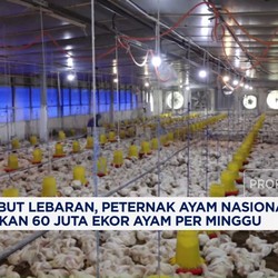 Video: Peternak Ayam Nasional Siapkan 60 Juta Ekor Ayam Per Minggu