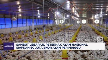 Video: Peternak Ayam Nasional Siapkan 60 Juta Ekor Ayam Per Minggu