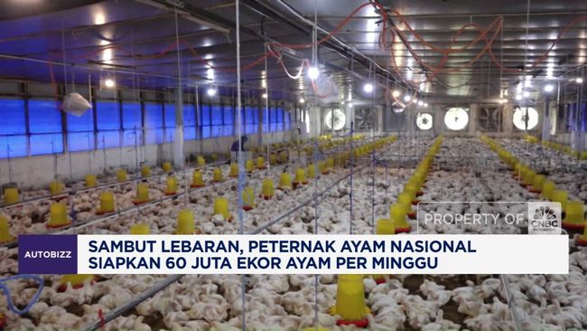 Peternak Ayam Nasional Siapkan 60 Juta Ekor Ayam Per Minggu