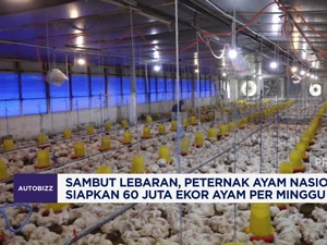 Video: Peternak Ayam Nasional Siapkan 60 Juta Ekor Ayam Per Minggu