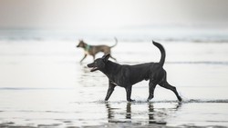 Fakta-fakta Anjing Rabies Serang Anak-anak di Polman