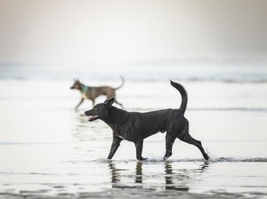 2 Anjing Liar Positif Rabies Dieliminasi Usai Gigit 6 Warga Bangli